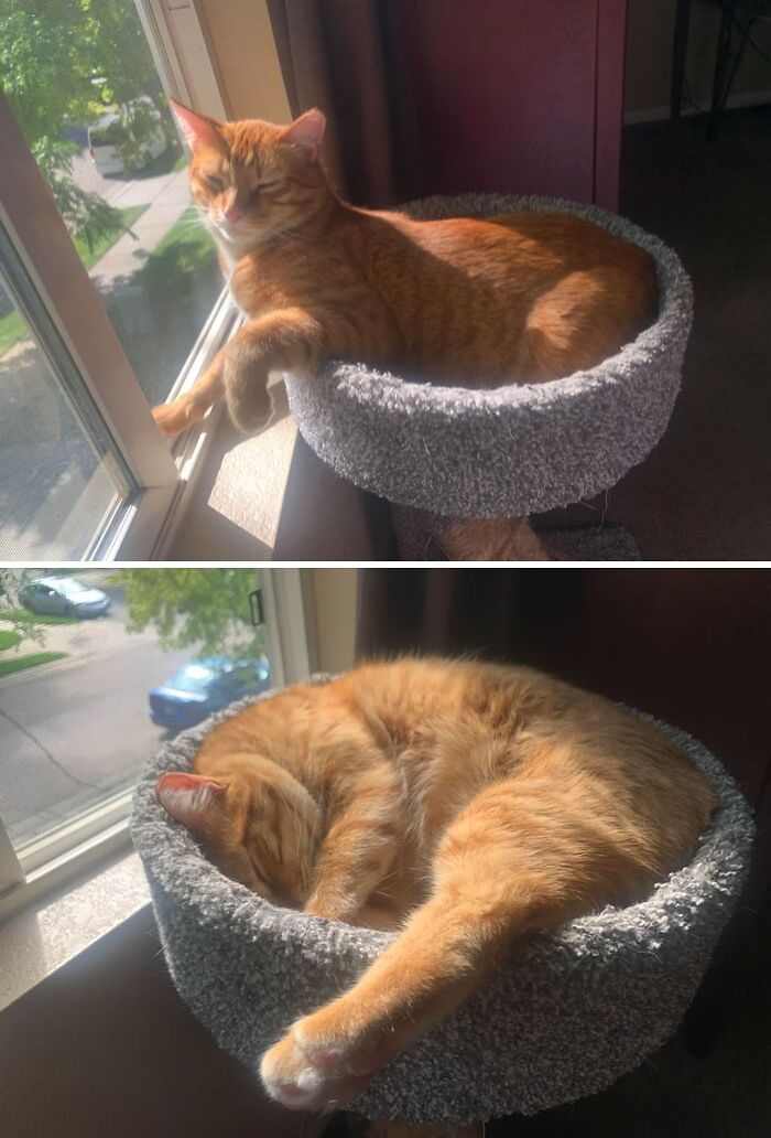 Joaquin Enjoying A Good Bask