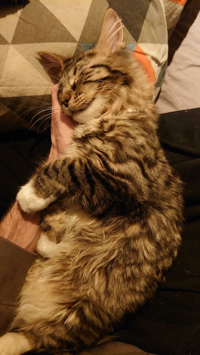 She's Really Into Lap Time And Cuddles Now (5mo)