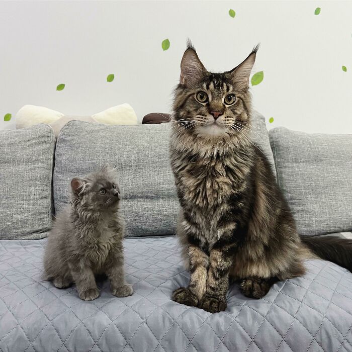 Consigue a alguien que te admire como Lore admira a Hex