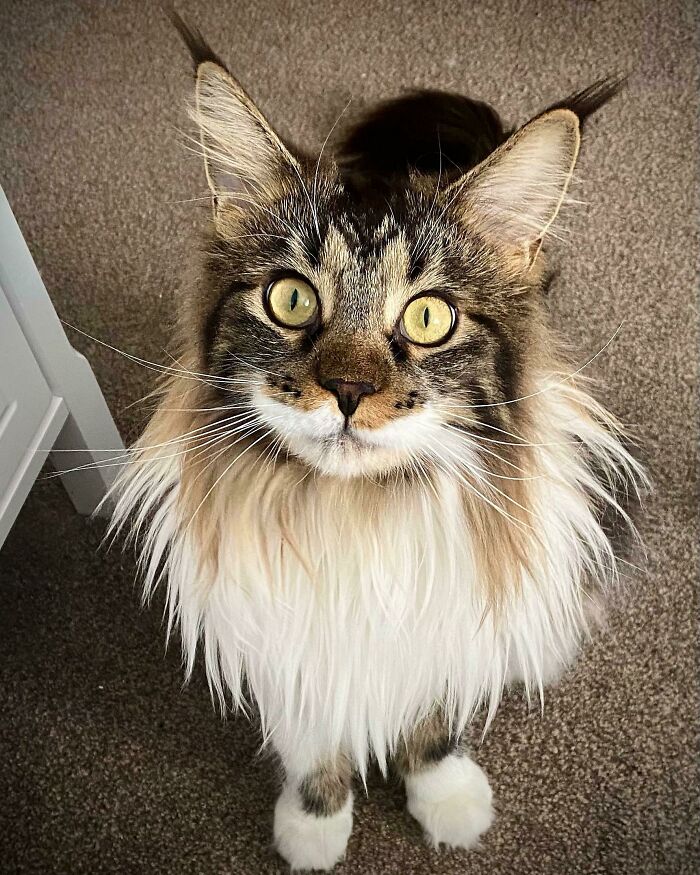 90% Floof And 10% Eyes
