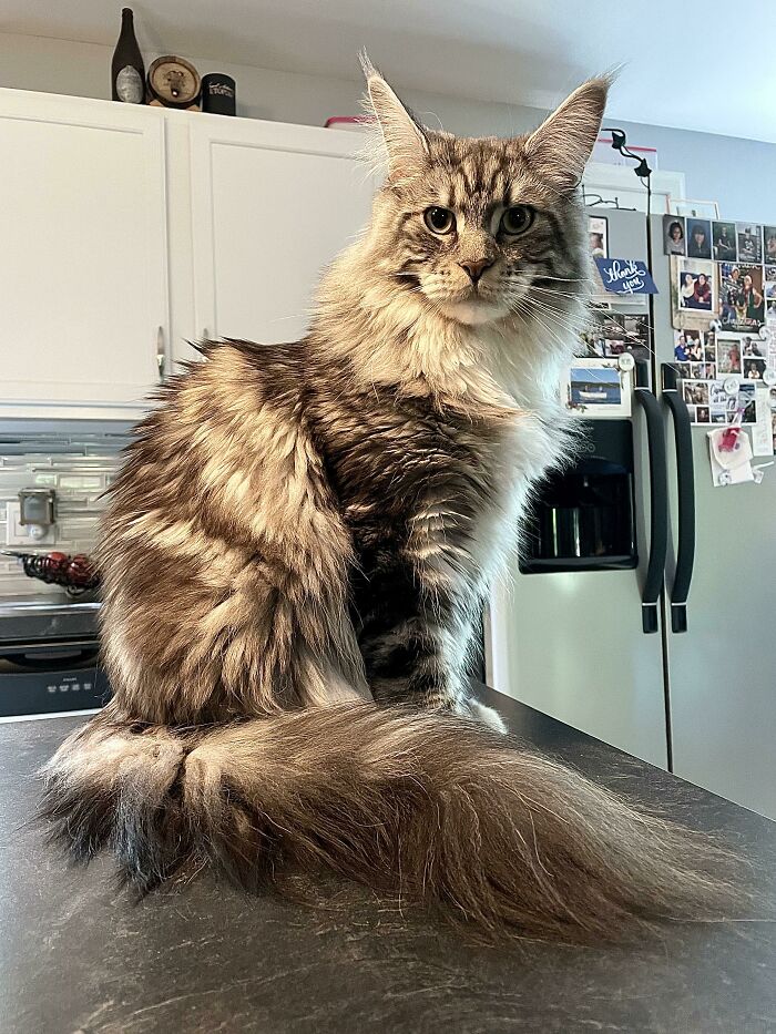 Say “Happy Birthday” To Bigelow, He’s 2 Today!