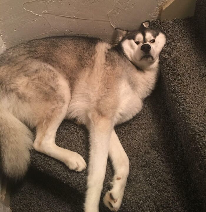 Deflated Husky