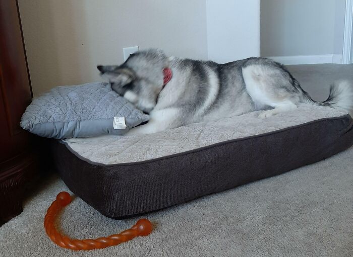 She Was Jealous I Was Playing With The Other Dog