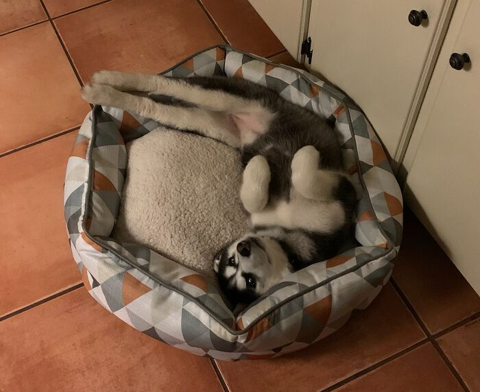 Ignored The New Bed For A Day. But Look What I Found This Morning