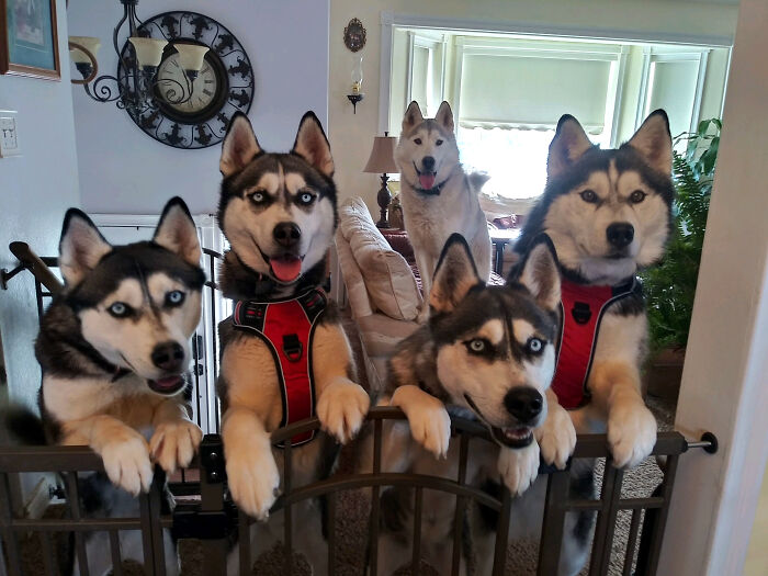 "Who.. Wants... Waffles?!!!!"