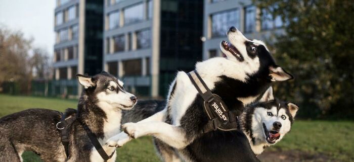 Husky Renaissance Painting