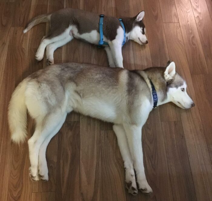 Like Father Like Son