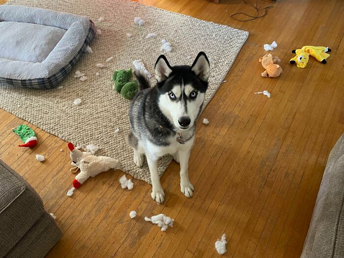 This Is What We See Every Time She Gets A New Toy…