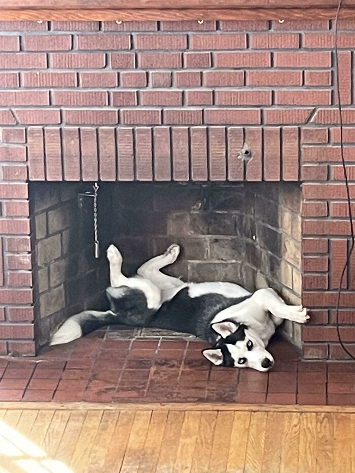 I Guess We Are Having Husky For Dinner