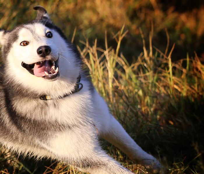 Sprint Through Bushes