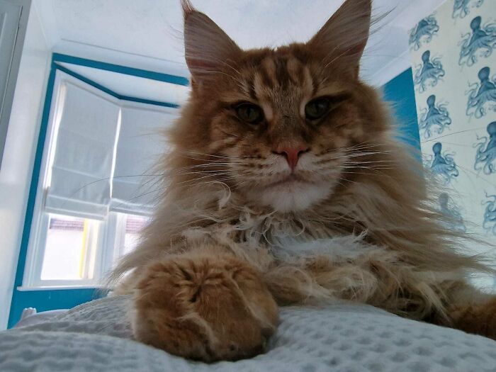 I Was Mauled By A Tiger This Morning