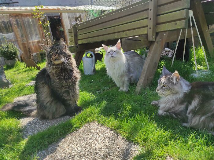Mainecoon Trio