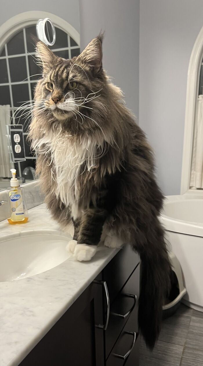 Big Boy, Sad He Got Too Big For The Sink!