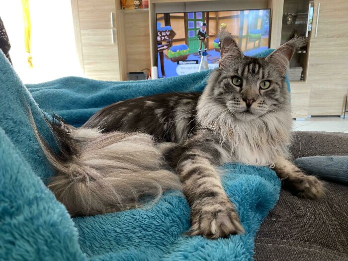 Dad Is Playing Pokémon, I’m Being Stared At By Lias