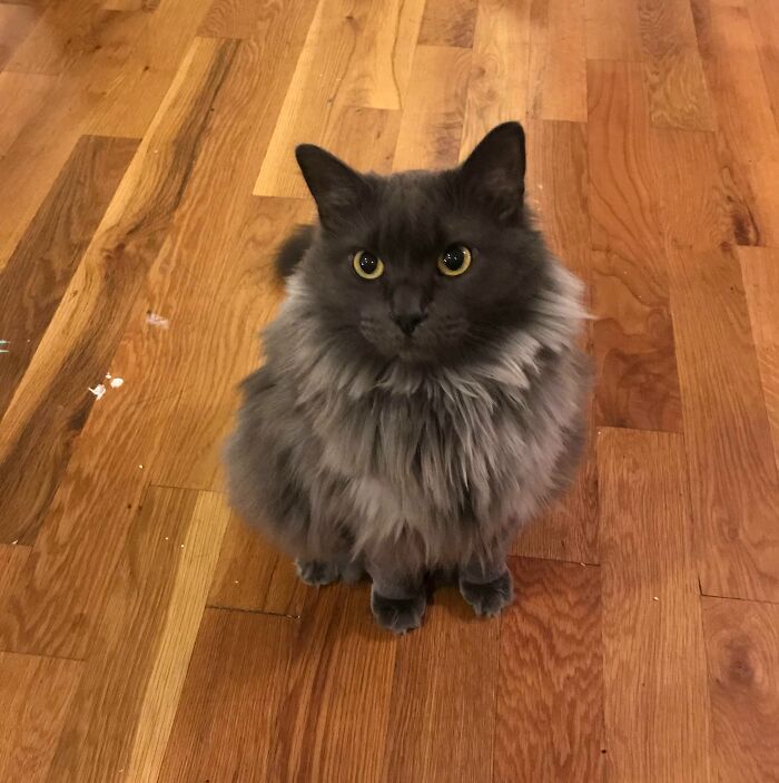 La gata bosque de Noruega de mi amigo sabe que es hermosa