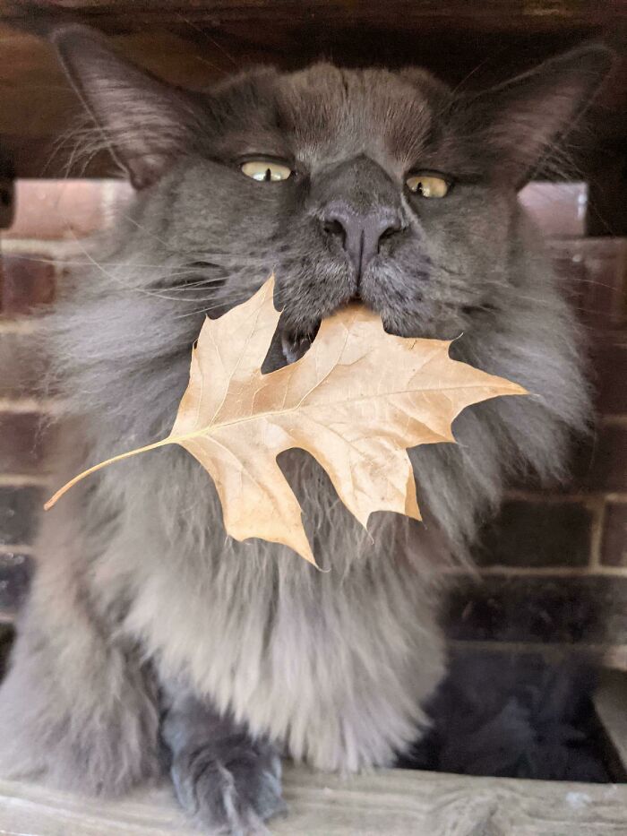 Intentó atrapar un ratón. Atrapó al otoño en su lugar