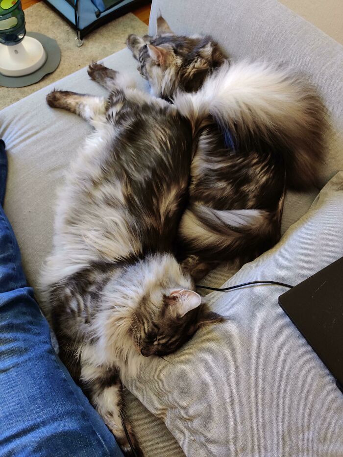 Having A Snooze While I Watch TV