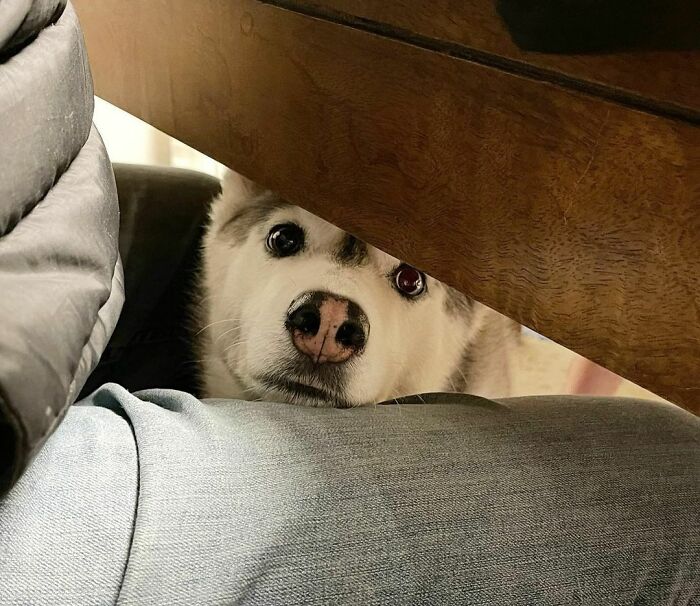 Table Manners? I’ve Got Table Manners! Me Resting My Chin On Human’s Lap Is Not Begging!
