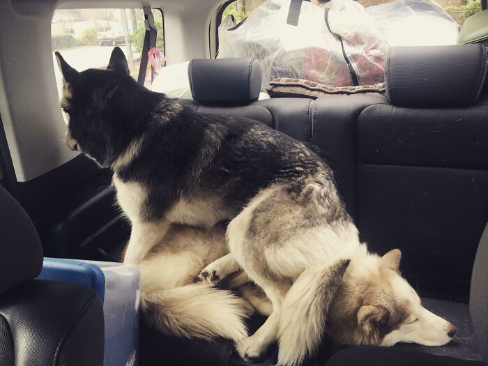 Everyone Always Posts Such Beautiful Photos Of Their Huskies, So I Captured... This