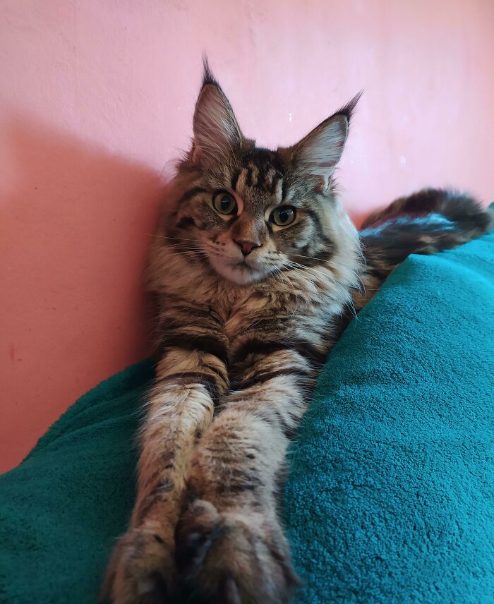 Yummi Stretching Her Front Legs