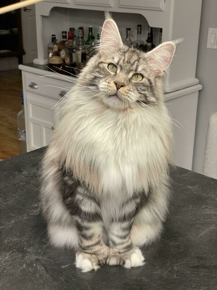 Bigelow Doing A Pose