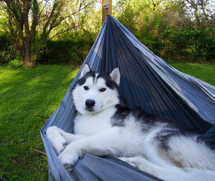 Fun Fact My Husky Likes To Hammock!