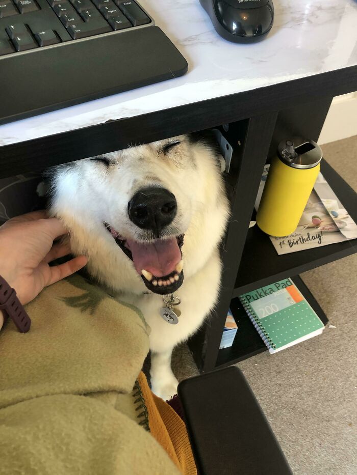 My Working From Home Buddy