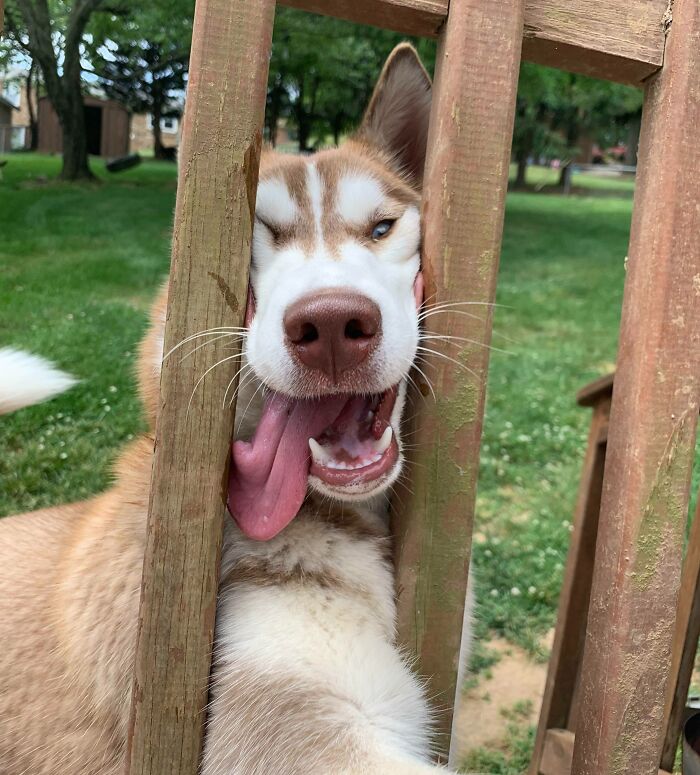 This Is My Dog Pumpkin. Her Looks May Be Cute But Do Not Be Deceived