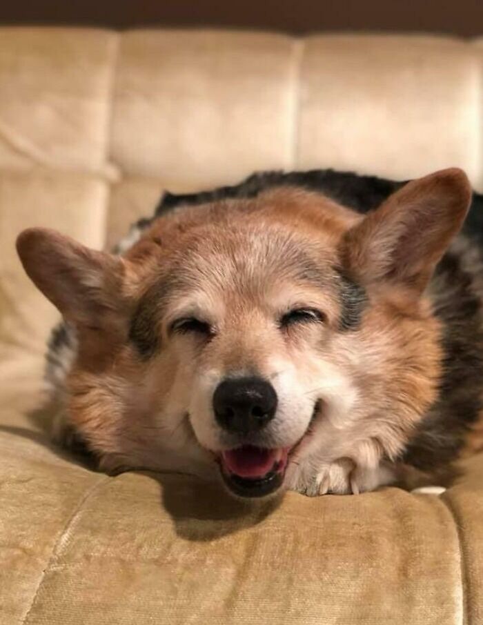 Here’s A Smile From Sadie The 15 Yr Old Corgi
