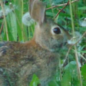 kimberleykowal avatar