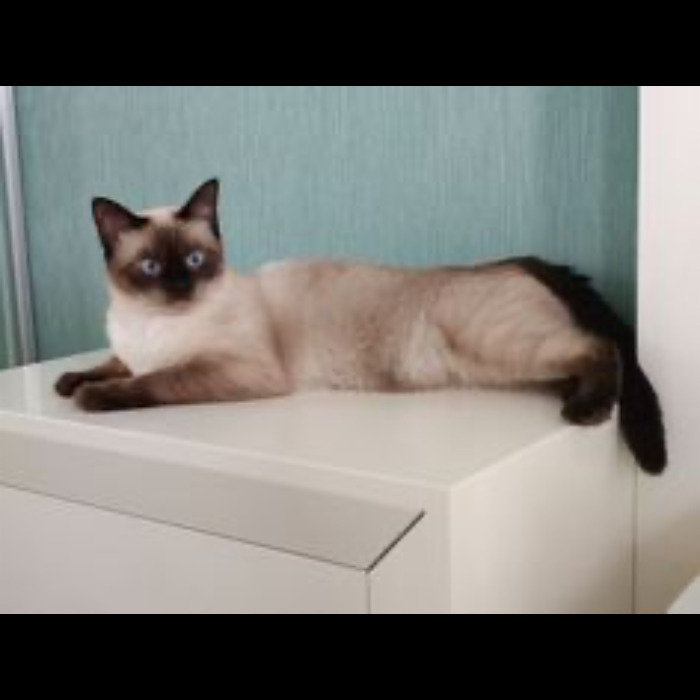 If Your Feeling Down, Here’s 14 Pictures Of My Cat. If Your Feeling Down, Here’s 14 Pictures Of My Cat.