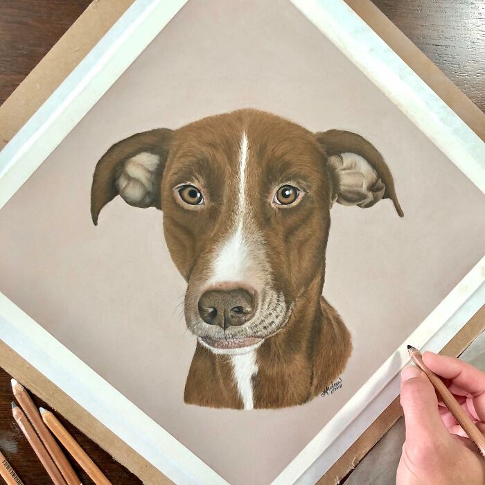 I Create Hyperrealistic Pencil Drawings Of Animals