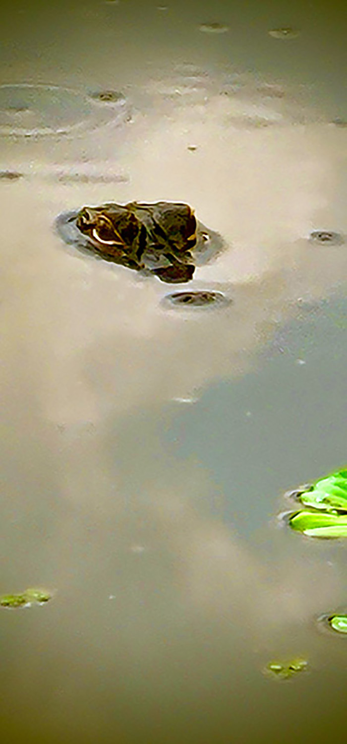 She Lives In The Canal By Our House In Florida