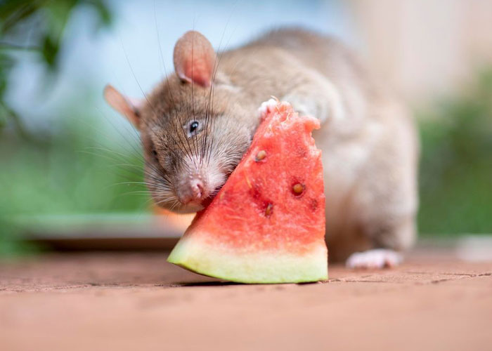 These Rats With Tiny Backpacks And Microphones May Soon Become The Heroes Of Search And Rescue Operations