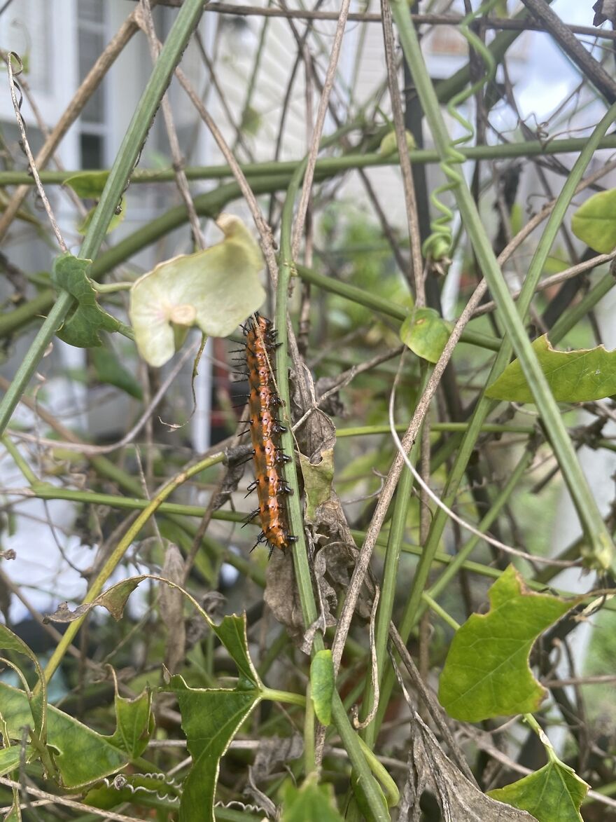 They Will Eventually Strip All The Leaves…