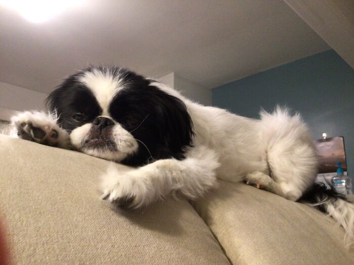 Lucy. 11 Yo With Chf. She’s My Baby Girl