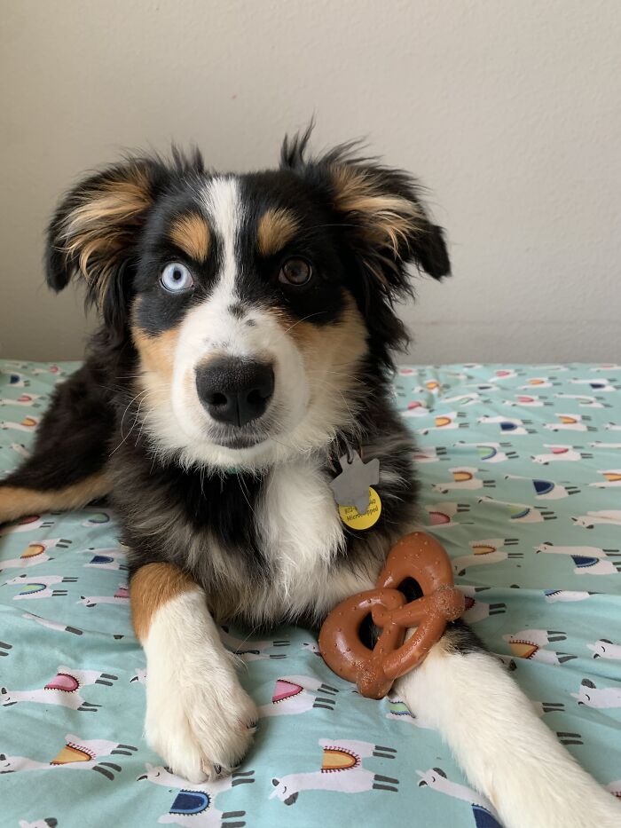 Painting Of My New Puppy In Acrylic