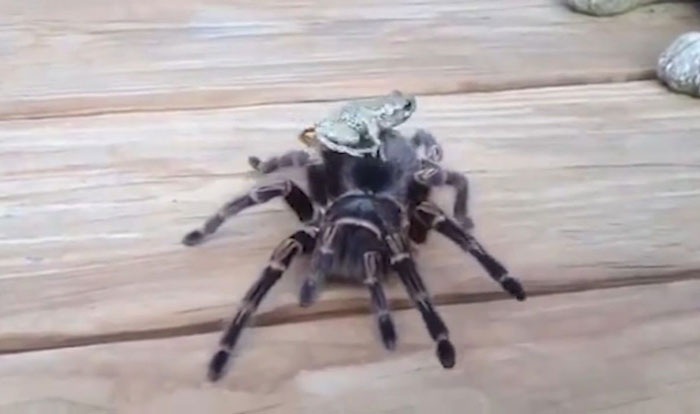 "Las cebras no pueden dormir solas": 30 Datos sobre animales muy edificantes