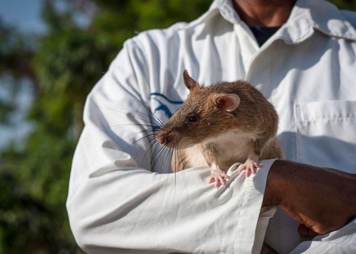 These Rats With Tiny Backpacks And Microphones May Soon Become The Heroes Of Search And Rescue Operations