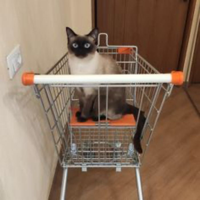 If Your Feeling Down, Here’s 14 Pictures Of My Cat. If Your Feeling Down, Here’s 14 Pictures Of My Cat.