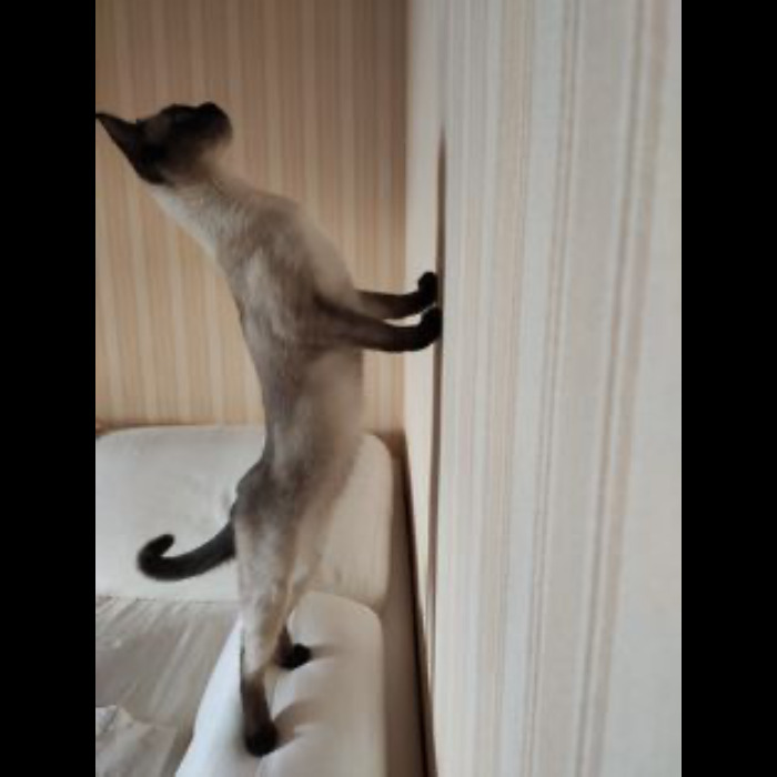 If Your Feeling Down, Here’s 14 Pictures Of My Cat. If Your Feeling Down, Here’s 14 Pictures Of My Cat.