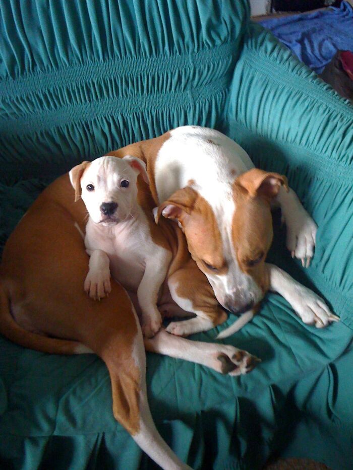 The 5 Most Crucial Life Lessons My Pitbull Dog Dina Taught Me (32 Pics)