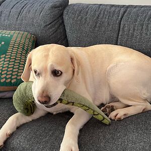 inna-yanoshchuk avatar