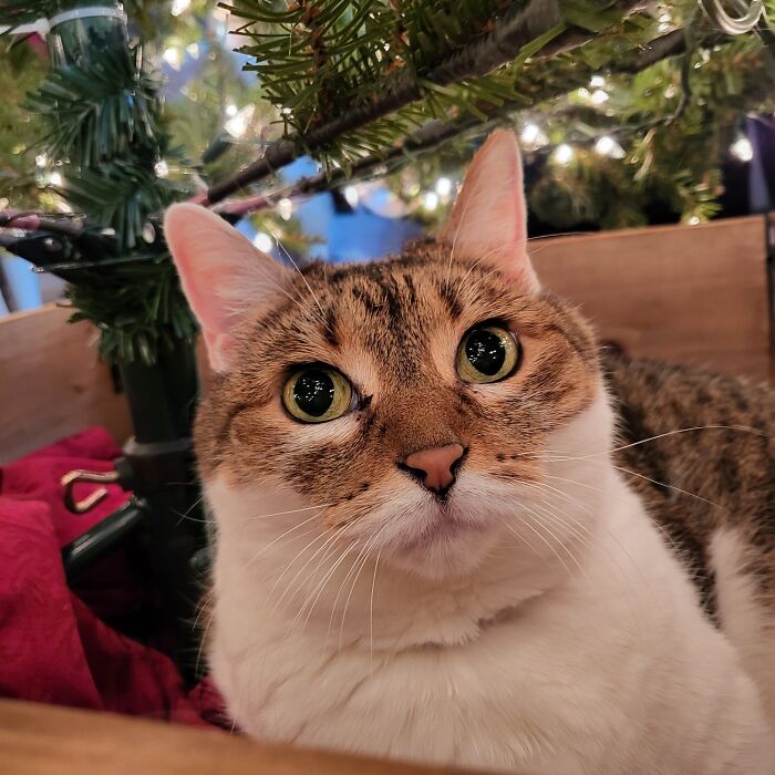 My Sweet Izzy. ❤️