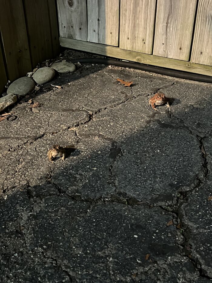 Found These Two Fellas In The Driveway