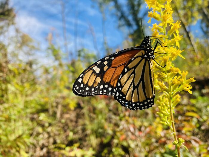 Late Monarch