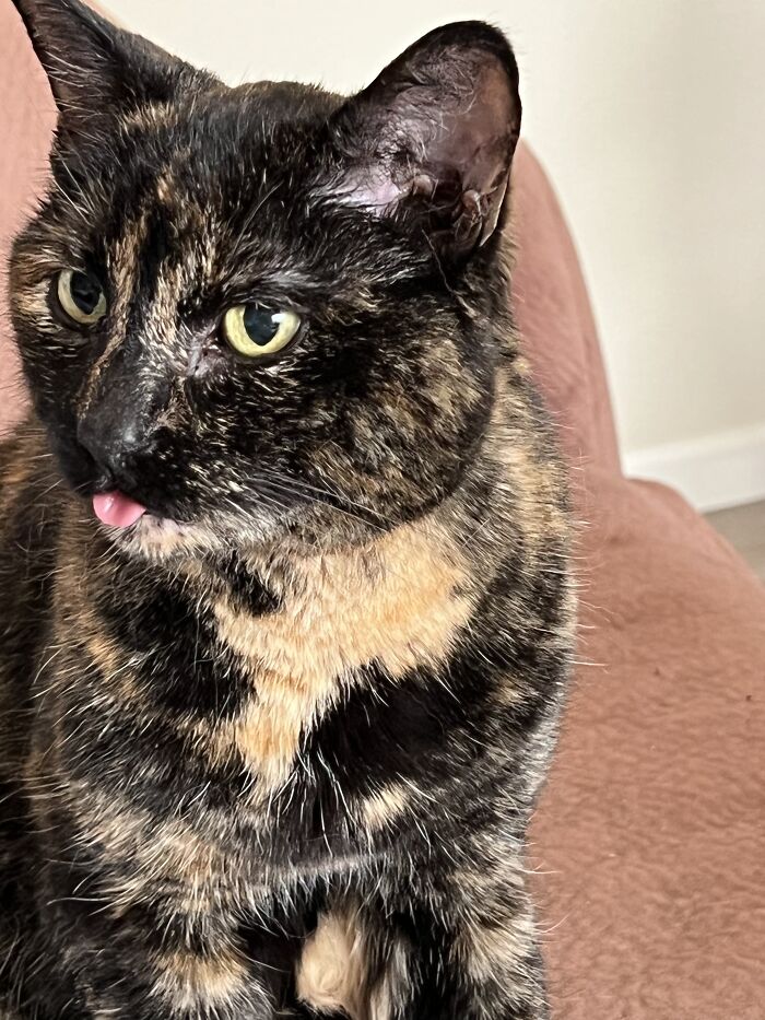 Sashee, My Kitty Girl, Just Arriving Home After Her Teeth Were Cleaned!