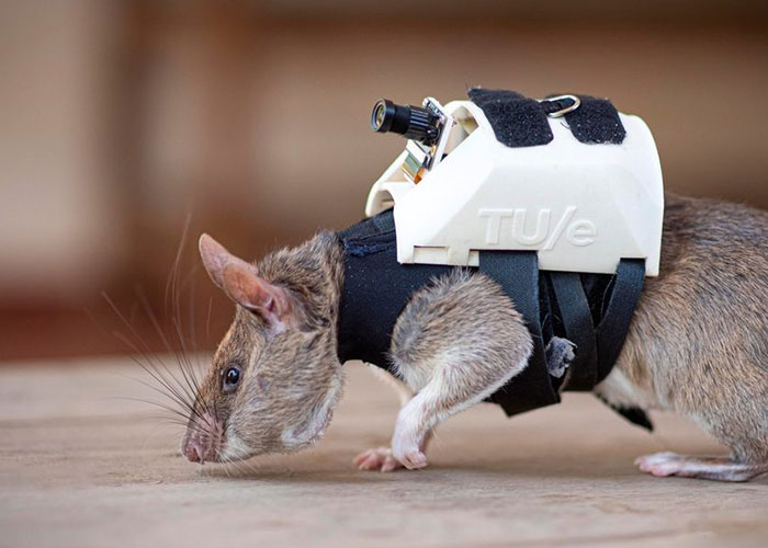 These Rats With Tiny Backpacks And Microphones May Soon Become The Heroes Of Search And Rescue Operations