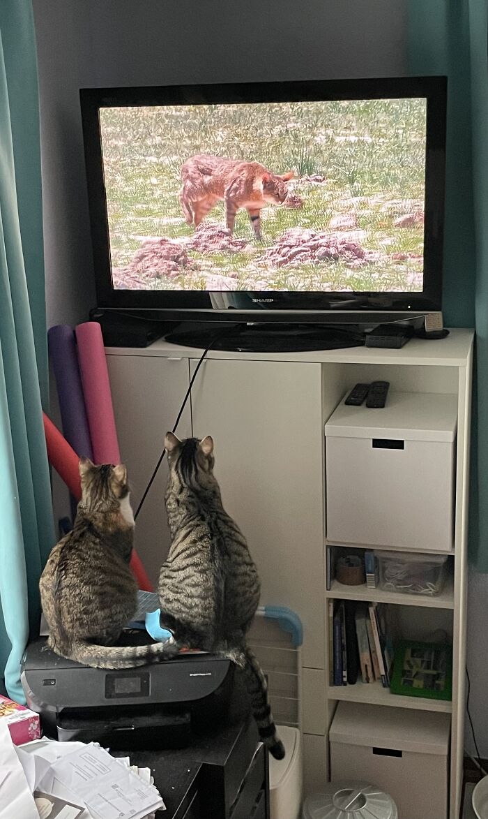Bonnie&clyde Watching Their Ancestors 🤪