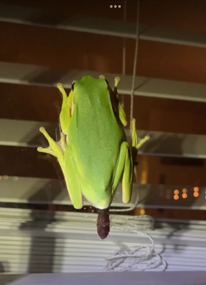 Pooper. Seriously Caught This Little Guy Doing His Business On My Living Room Window. 🤣